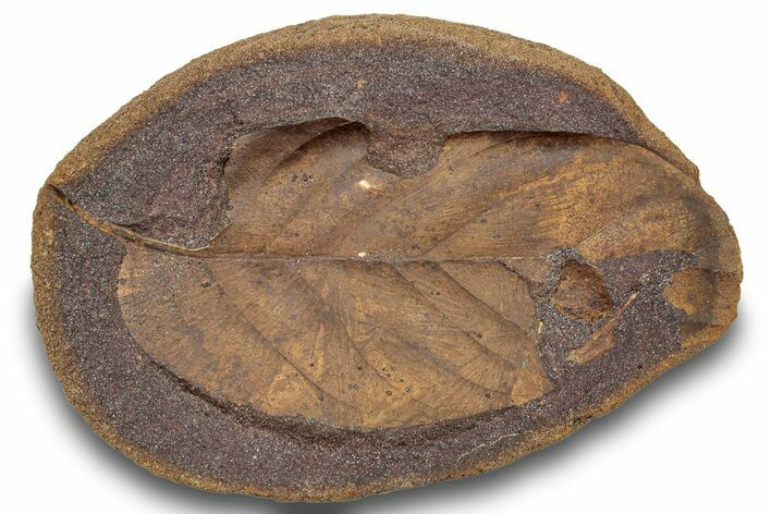 Fossil Leaf (Magnolia?) Nodule - Hell Creek Formation #253021